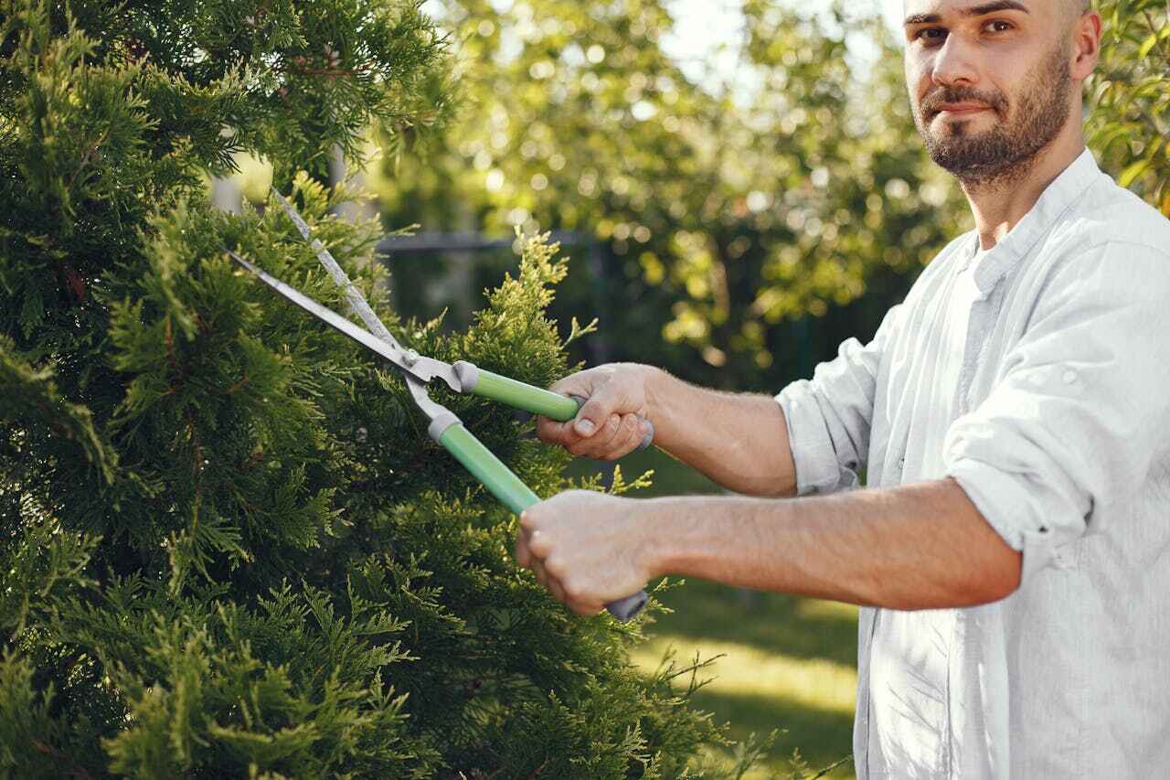 The Steps Involved in Our Tree Care Process in Moline Acres, MO